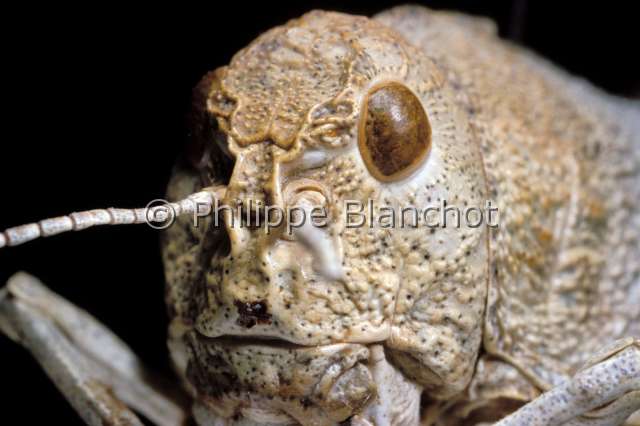 prionotropis hystrix.JPG - Prionotropis hystrix (Portrait)Criquet hérissonOrthoptera, PamphagidaeFranceEspèce protégée